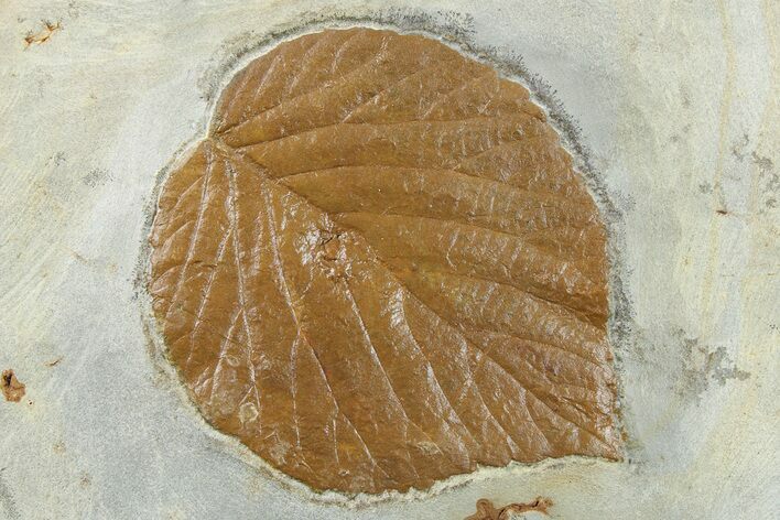 Fossil Leaf (Davidia) - Montana #262772